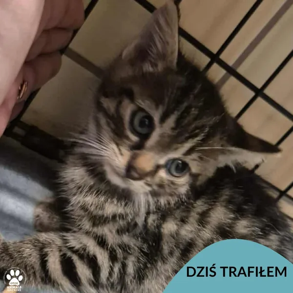 Znaleziono kota, Gdynia, 3 listopada 2025