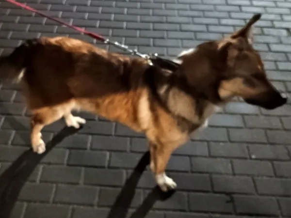 Znaleziono psa, Bydgoszcz, 18 listopada 2025