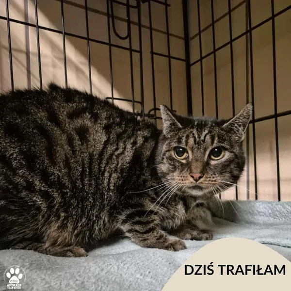 Znaleziono kota, Gdynia, 3 listopada 2025