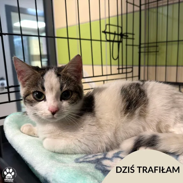 Znaleziono kota, Gdynia, 2 listopada 2025