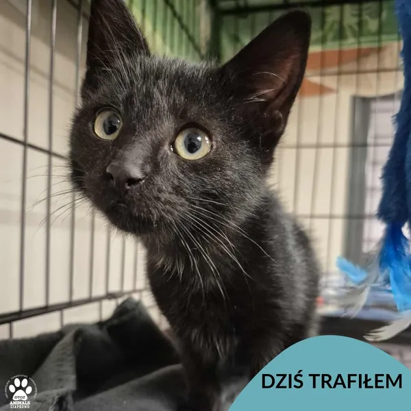 Znaleziono kota, Gdynia, 1 listopada 2025