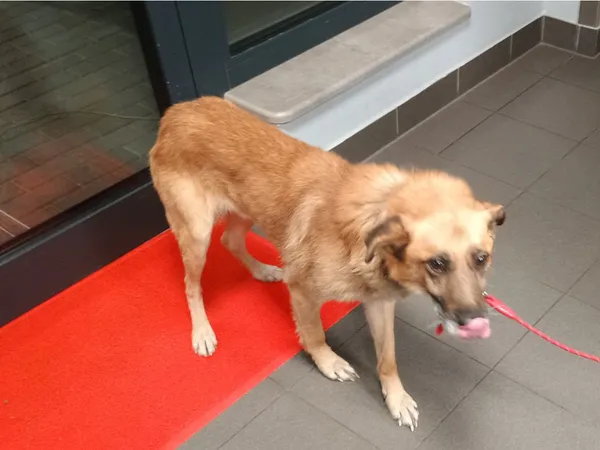 Znaleziono psa, Bydgoszcz, 17 listopada 2025