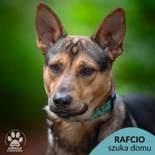 Pies do adopcji, Gdynia, 19 listopada 2025 (1/4)