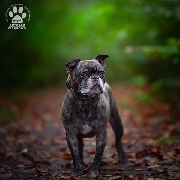 Pies do adopcji, Gdynia, 19 listopada 2025 (3/4)