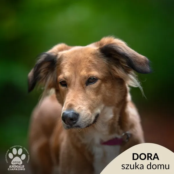 Pies do adopcji, Gdynia, 19 listopada 2025 (1/4)