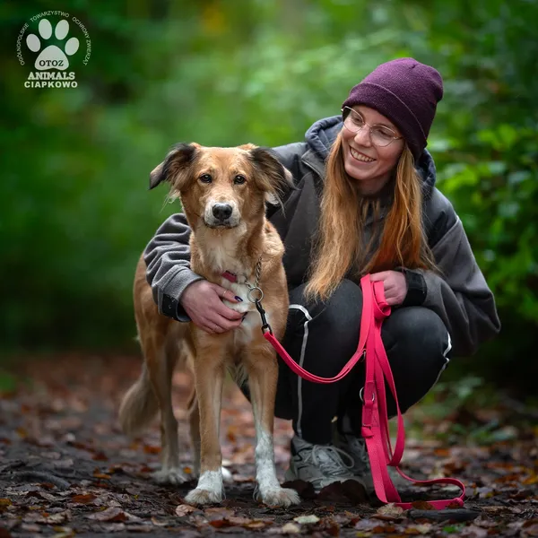 Pies do adopcji, Gdynia, 19 listopada 2025 (3/4)