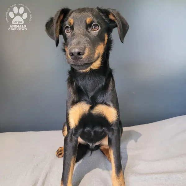 Pies do adopcji, Gdynia, 19 listopada 2025 (3/4)