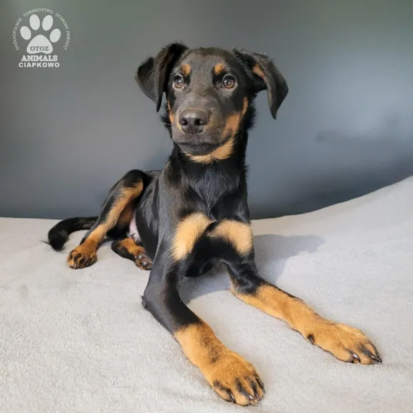 Pies do adopcji, Gdynia, 19 listopada 2025 (4/4)