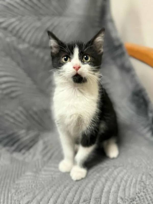 Kot do adopcji, Jelenia Góra, 11 listopada 2025 (1/3)