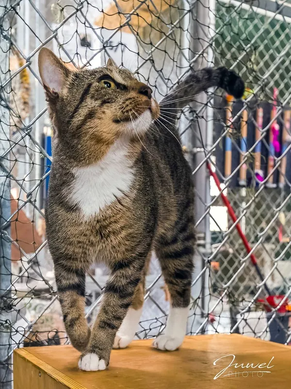 Kot do adopcji, Sopot, 19 listopada 2025 (2/2)