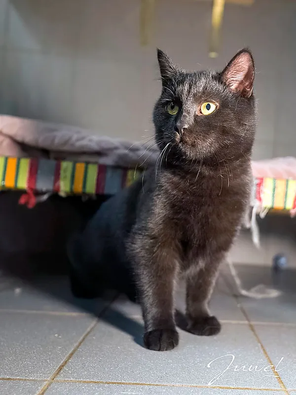 Kot do adopcji, Sopot, 19 listopada 2025 (1/3)