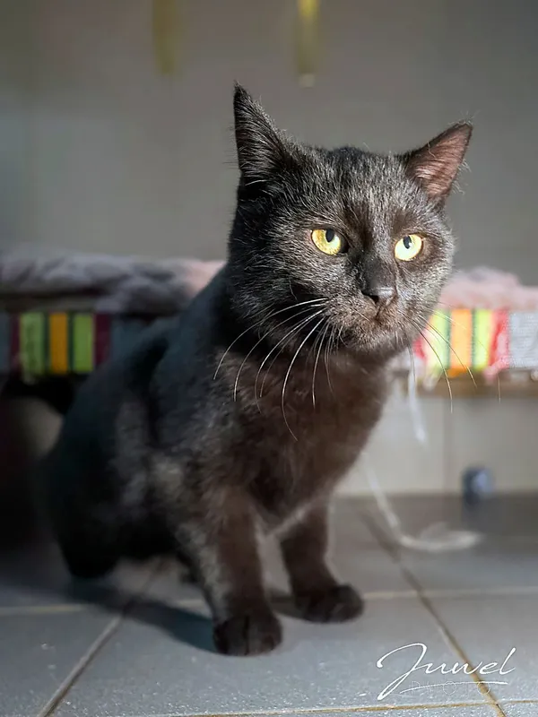 Kot do adopcji, Sopot, 19 listopada 2025 (2/3)