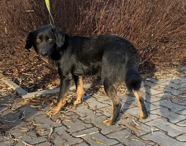 Znaleziono psa, Lublin, 18 listopada 2025