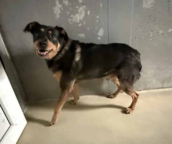 Znaleziono psa, Lublin, 19 listopada 2025