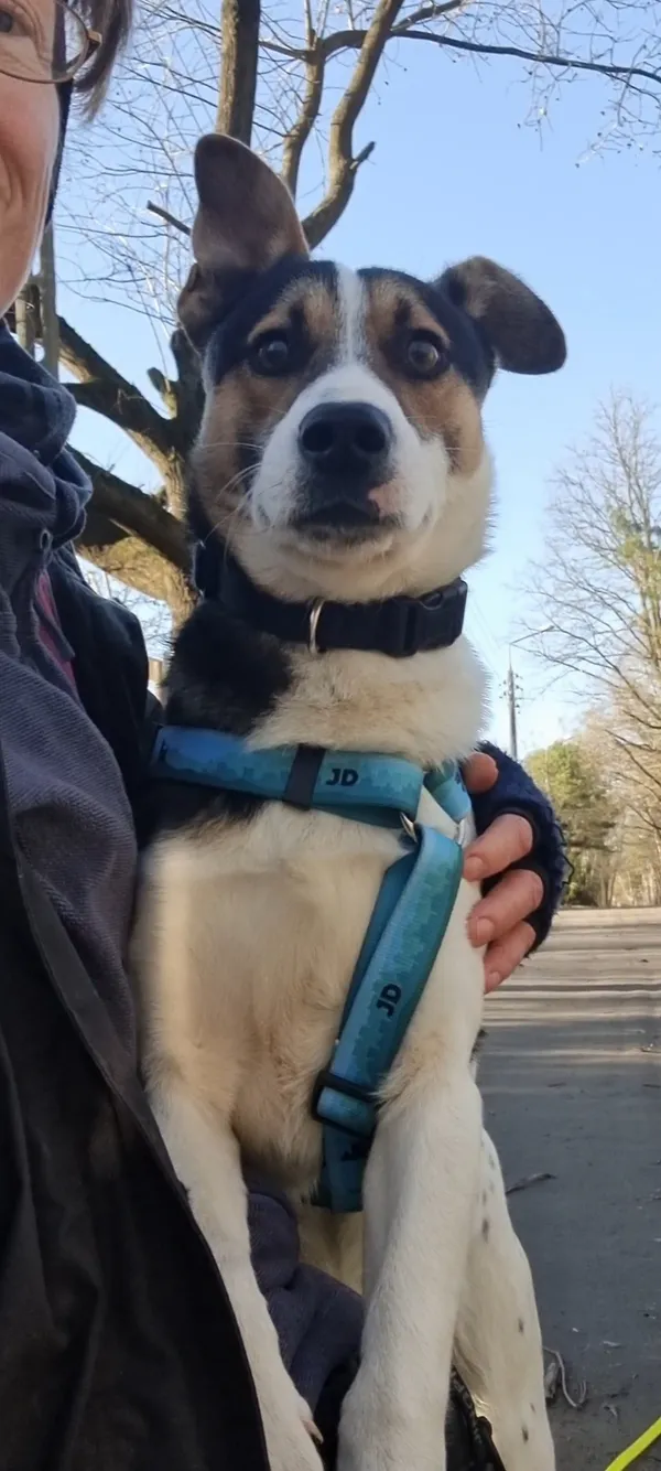 Pies do adopcji, Milanówek, 21 grudnia 2025 (2/5)