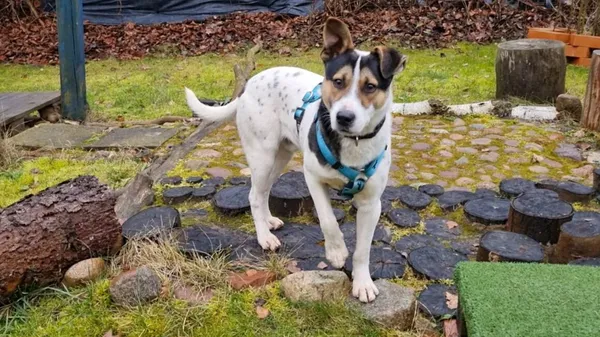 Pies do adopcji, Milanówek, 21 grudnia 2025 (5/5)