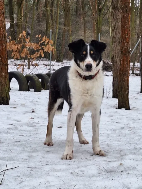 Pies do adopcji, Milanówek, 15 lutego 2026 (1/5)