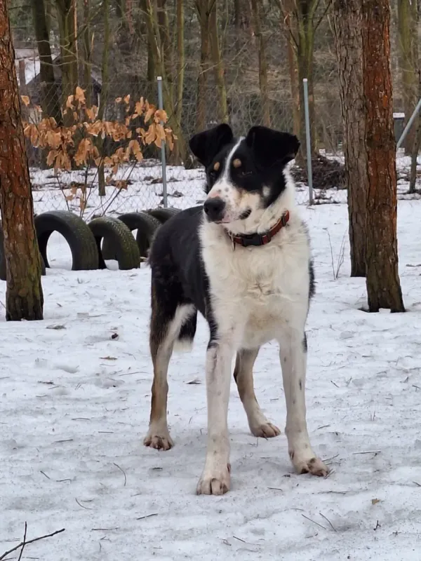 Pies do adopcji, Milanówek, 15 lutego 2026 (2/5)