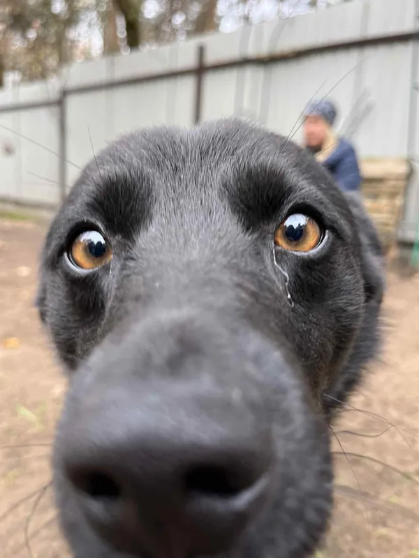 Pies do adopcji, Milanówek, 26 grudnia 2025 (2/4)