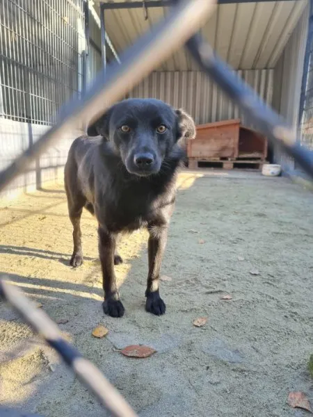 Pies do adopcji, Milanówek, 26 grudnia 2025 (3/4)