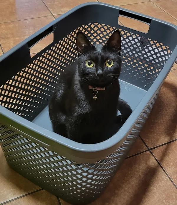 Zaginął kot, Łódź, 19 listopada 2025