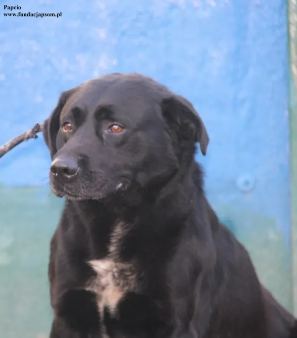 Pies do adopcji, Nowy Dwór Mazowiecki, 19 listopada 2025 (1/5)