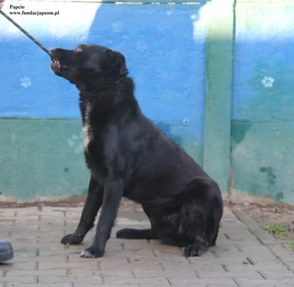 Pies do adopcji, Nowy Dwór Mazowiecki, 19 listopada 2025 (2/5)
