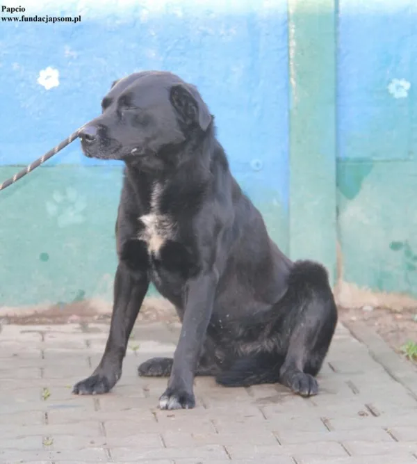 Pies do adopcji, Nowy Dwór Mazowiecki, 19 listopada 2025 (3/5)
