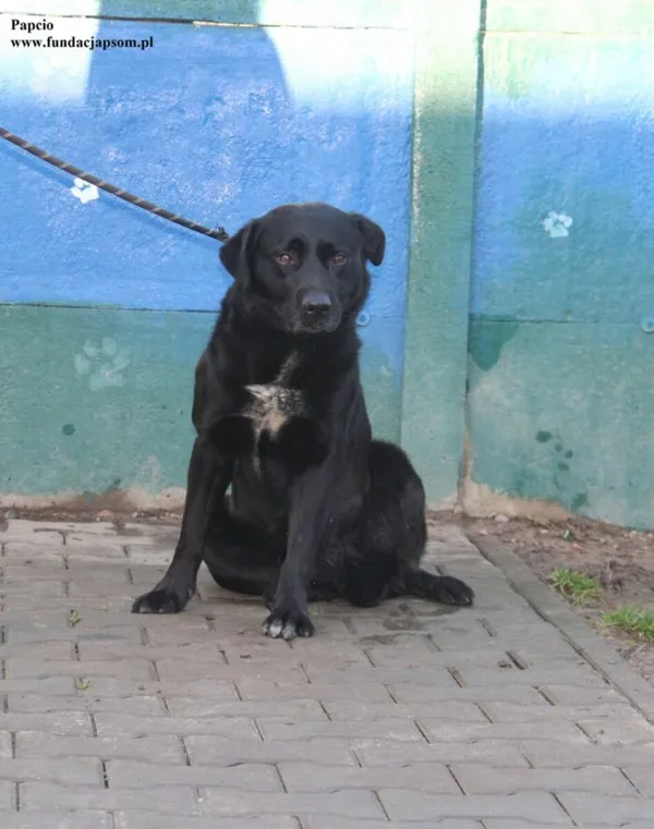 Pies do adopcji, Nowy Dwór Mazowiecki, 19 listopada 2025 (4/5)