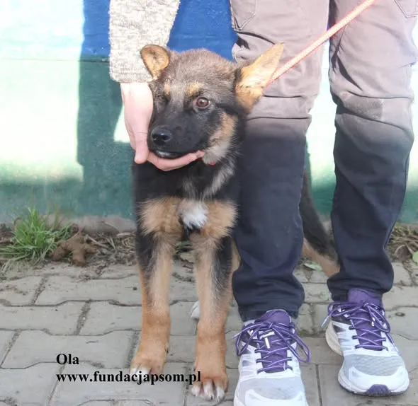 Pies do adopcji, Nowy Dwór Mazowiecki, 19 listopada 2025 (4/5)