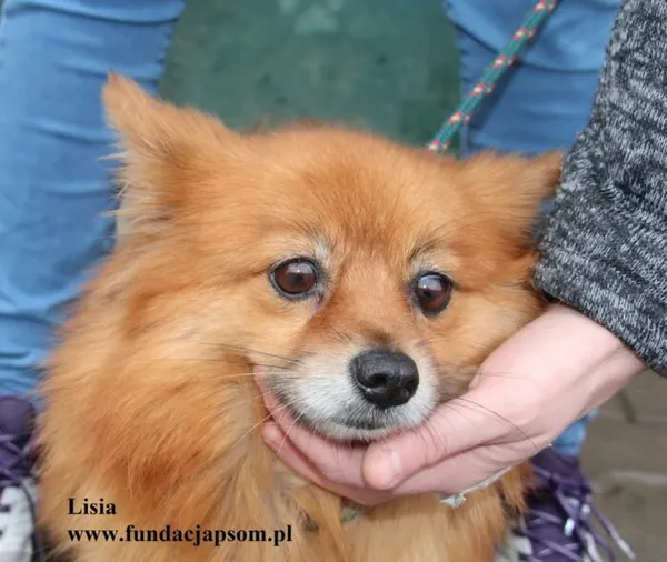 Pies do adopcji, Nowy Dwór Mazowiecki, 18 listopada 2025 (1/5)