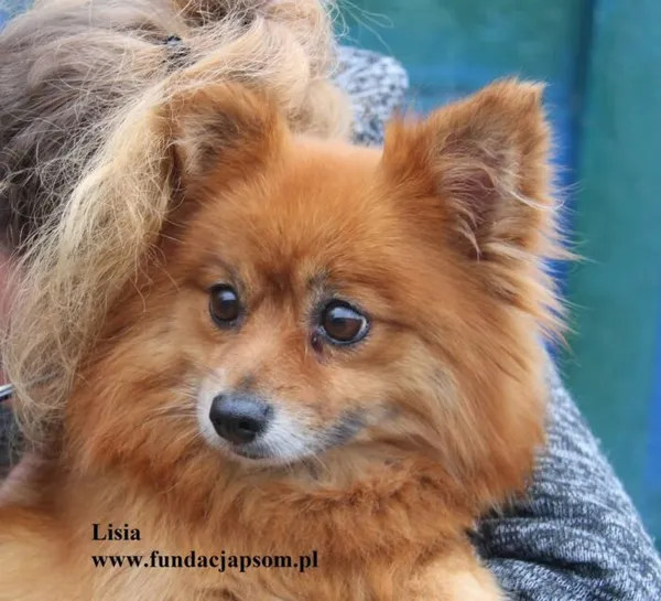 Pies do adopcji, Nowy Dwór Mazowiecki, 18 listopada 2025 (2/5)