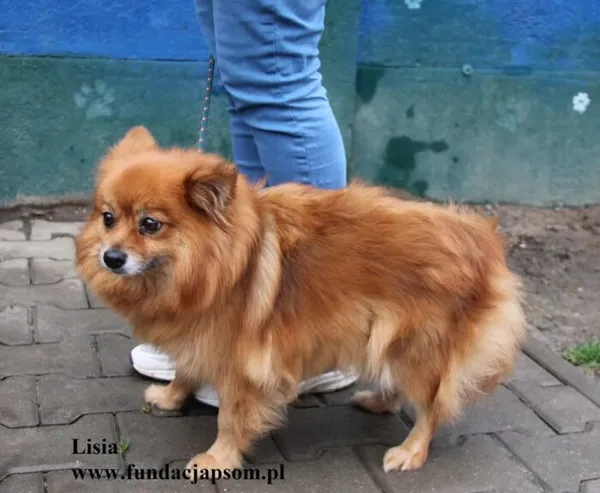 Pies do adopcji, Nowy Dwór Mazowiecki, 18 listopada 2025 (3/5)