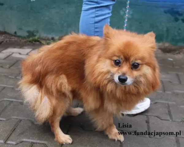 Pies do adopcji, Nowy Dwór Mazowiecki, 18 listopada 2025 (4/5)