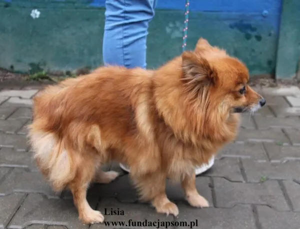 Pies do adopcji, Nowy Dwór Mazowiecki, 18 listopada 2025 (5/5)