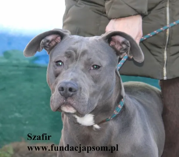 Pies do adopcji, Nowy Dwór Mazowiecki, 19 listopada 2025 (1/5)