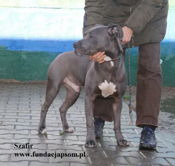 Pies do adopcji, Nowy Dwór Mazowiecki, 19 listopada 2025 (4/5)