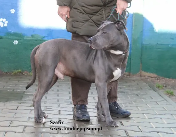 Pies do adopcji, Nowy Dwór Mazowiecki, 19 listopada 2025 (5/5)