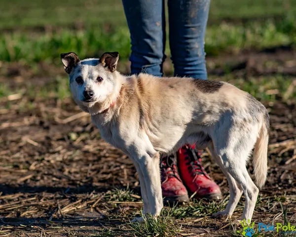 Pies do adopcji, Racławice, 15 listopada 2025 (1/5)