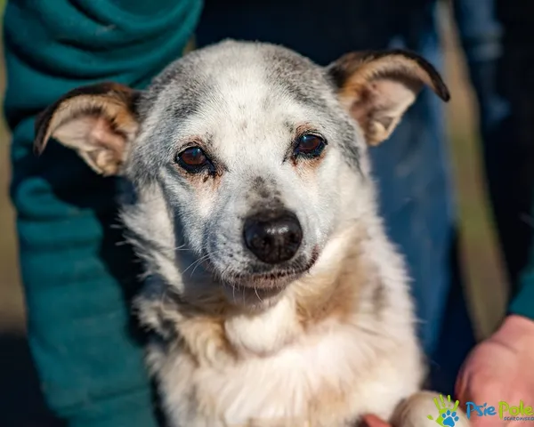 Pies do adopcji, Racławice, 15 listopada 2025 (2/5)