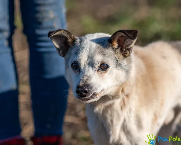 Pies do adopcji, Racławice, 15 listopada 2025 (3/5)