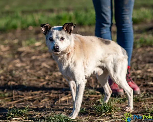 Pies do adopcji, Racławice, 15 listopada 2025 (4/5)