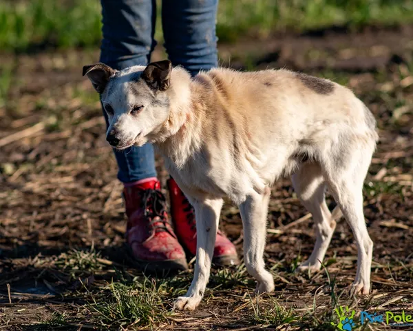 Pies do adopcji, Racławice, 15 listopada 2025 (5/5)
