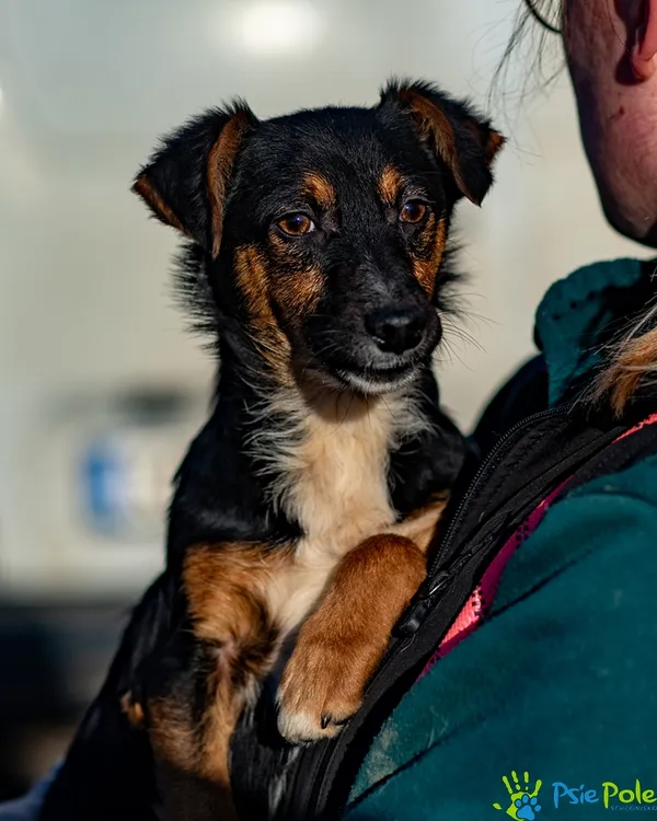 Pies do adopcji, Racławice, 18 listopada 2025 (1/5)