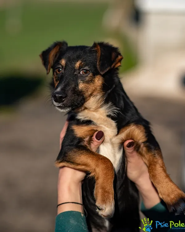 Pies do adopcji, Racławice, 18 listopada 2025 (2/5)