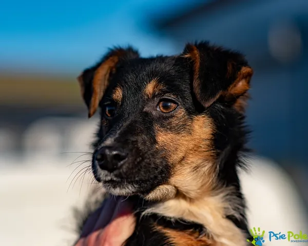 Pies do adopcji, Racławice, 18 listopada 2025 (4/5)