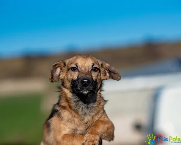 Pies do adopcji, Racławice, 18 listopada 2025 (1/5)
