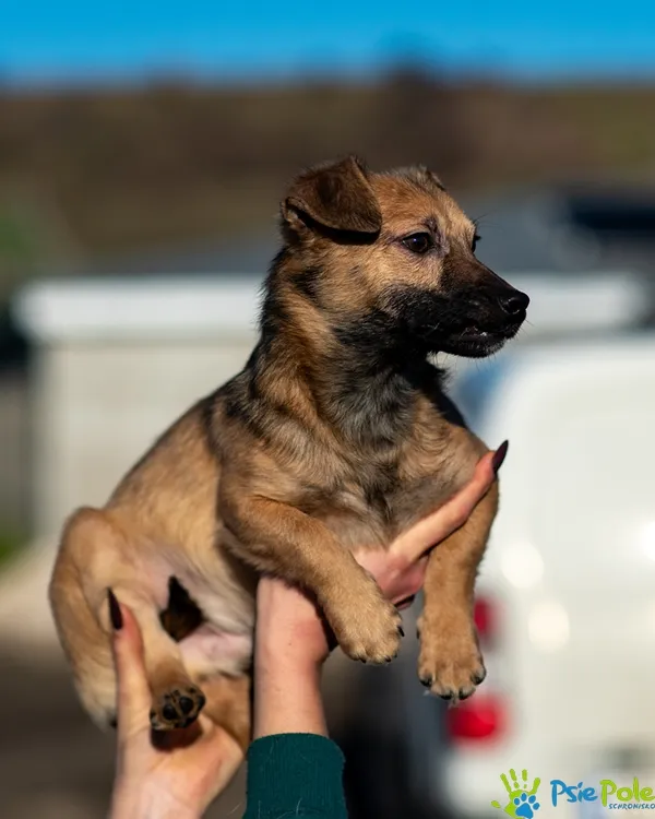 Pies do adopcji, Racławice, 18 listopada 2025 (3/5)