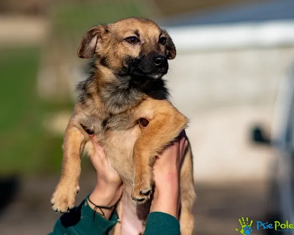 Pies do adopcji, Racławice, 18 listopada 2025 (5/5)