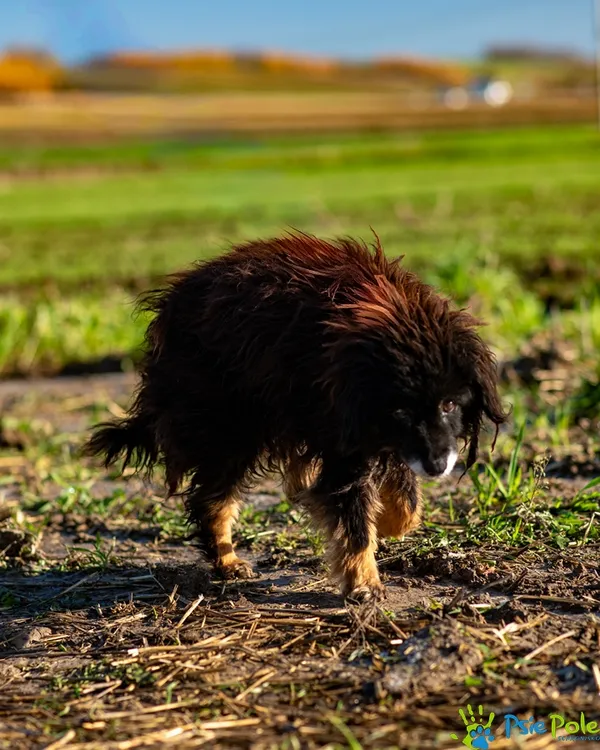 Pies do adopcji, Racławice, 18 listopada 2025 (3/5)